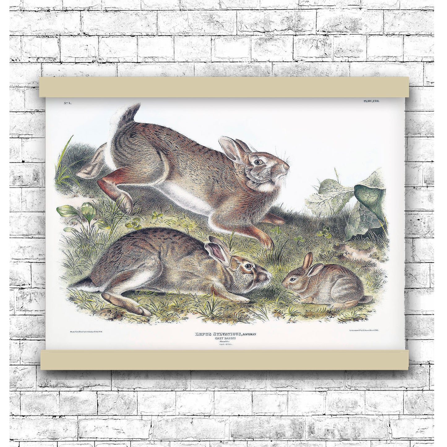 Grey Rabbit (Lepus Sylvaticus) by John James Audubon | Hanging Canvas Art | Choice of Board Colors