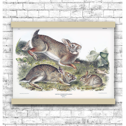 Grey Rabbit (Lepus Sylvaticus) by John James Audubon | Hanging Canvas Art | Choice of Board Colors