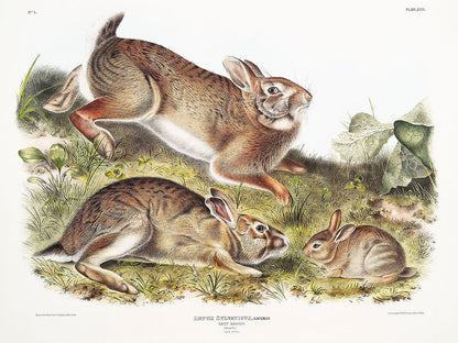 A color illustration of three rabbits in a natural setting, showcasing detailed artwork suitable for framing.