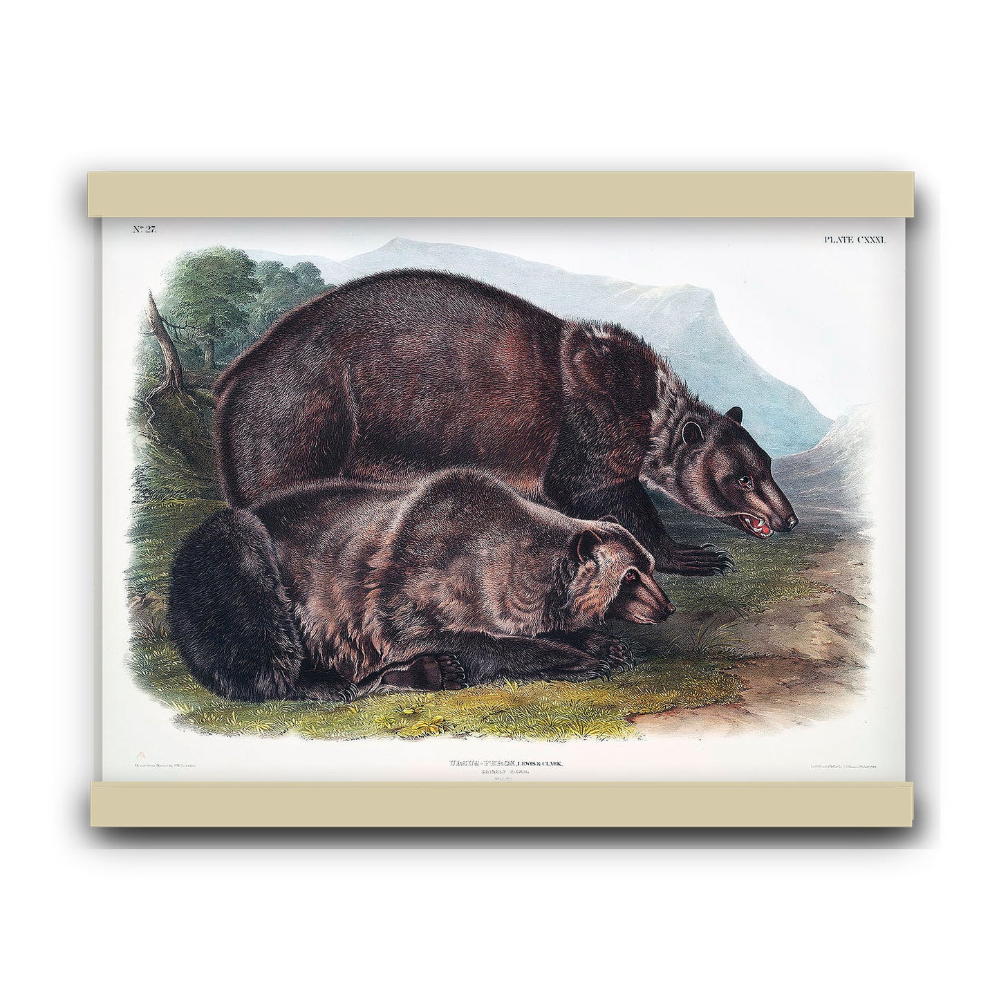 Grizzly Bear (Ursus ferox) by John James Audubon | Hanging Canvas Art | Choice of Board Colors