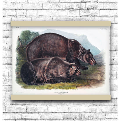 Grizzly Bear (Ursus ferox) by John James Audubon | Hanging Canvas Art | Choice of Board Colors