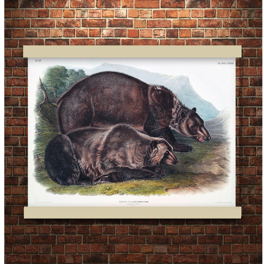 Grizzly Bear (Ursus ferox) by John James Audubon | Hanging Canvas Art | Choice of Board Colors
