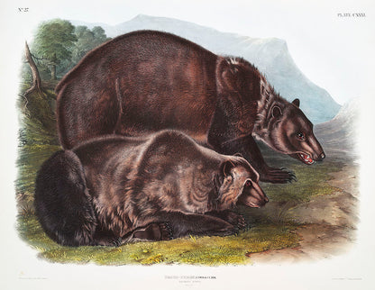 A color illustration of two grizzly bears in a natural landscape setting.