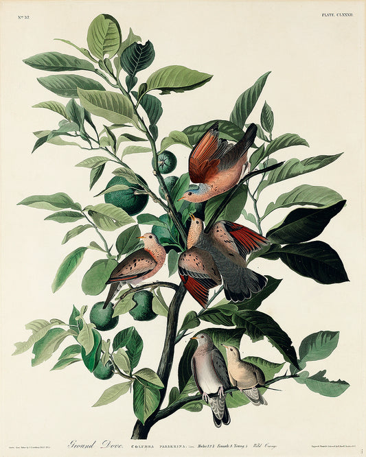 A framed print depicting a bird perched on a branch with leaves and berries, representing the artwork style of John J. Audubon.