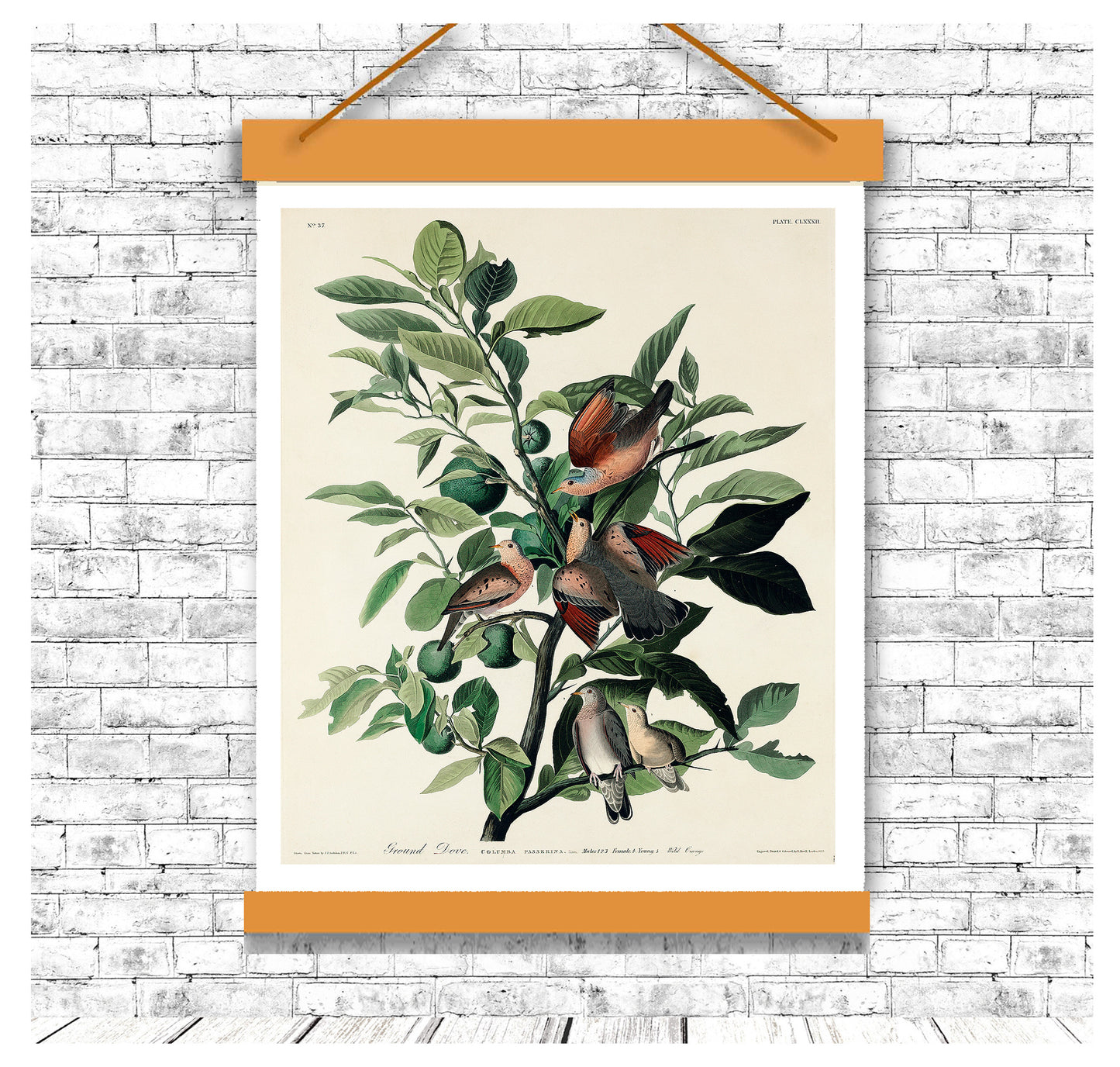 Ground Dove by John J. Audubon