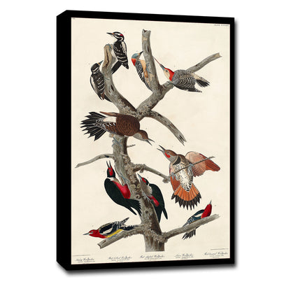 A framed print featuring various woodpeckers perched on branches, with a color illustration based on the artwork by John J. Audubon.