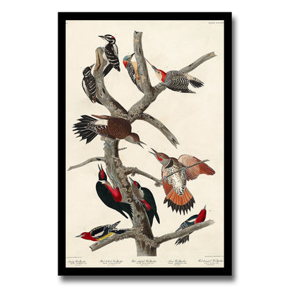Hairy Woodpecker, Red-bellied, Red-shafted , Lewis', and Red-breasted Woodpecker by John J. Audubon