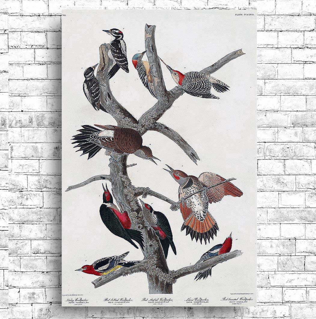Hairy Woodpecker, Red-bellied, Red-shafted , Lewis', and Red-breasted Woodpecker by John J. Audubon