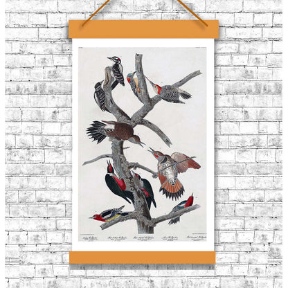 Hairy Woodpecker, Red-bellied, Red-shafted , Lewis', and Red-breasted Woodpecker by John J. Audubon
