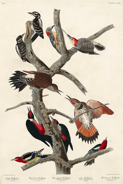 A framed print featuring various woodpeckers perched on branches, with a color illustration based on the artwork by John J. Audubon.