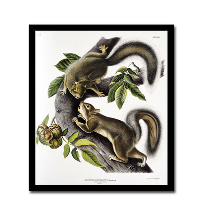 Large-tailed Skunk by John J. Audubon