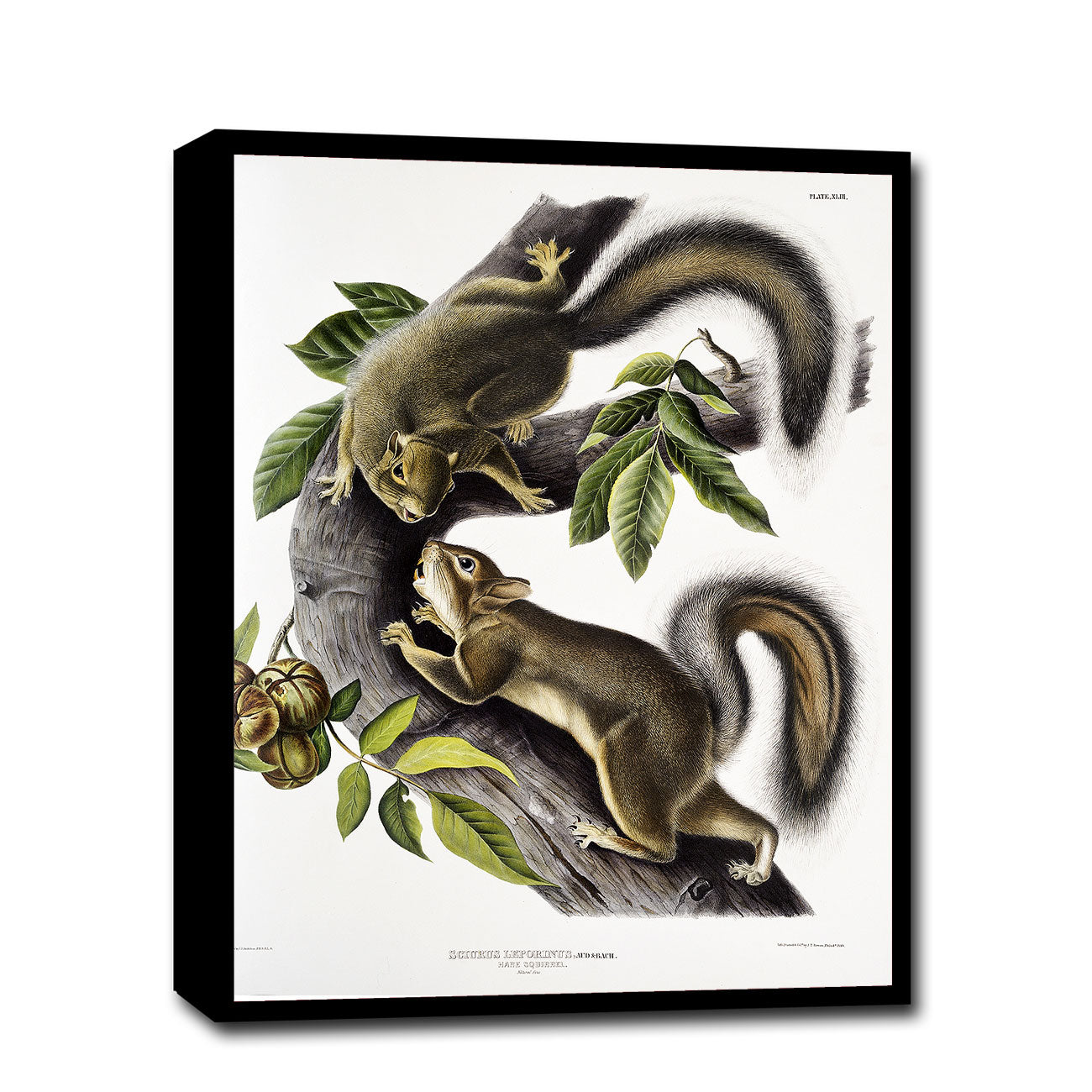 A framed print depicting two squirrels on a branch with leaves and acorns, after John J. Audubon.