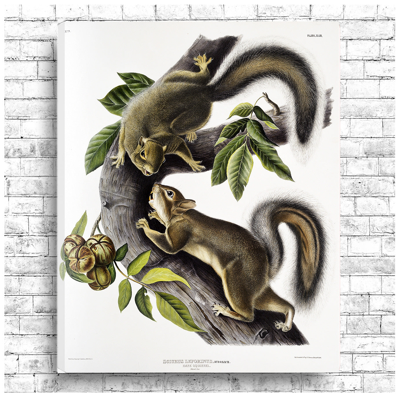 Hare Squirrel by John J. Audubon