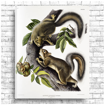 Hare Squirrel by John J. Audubon