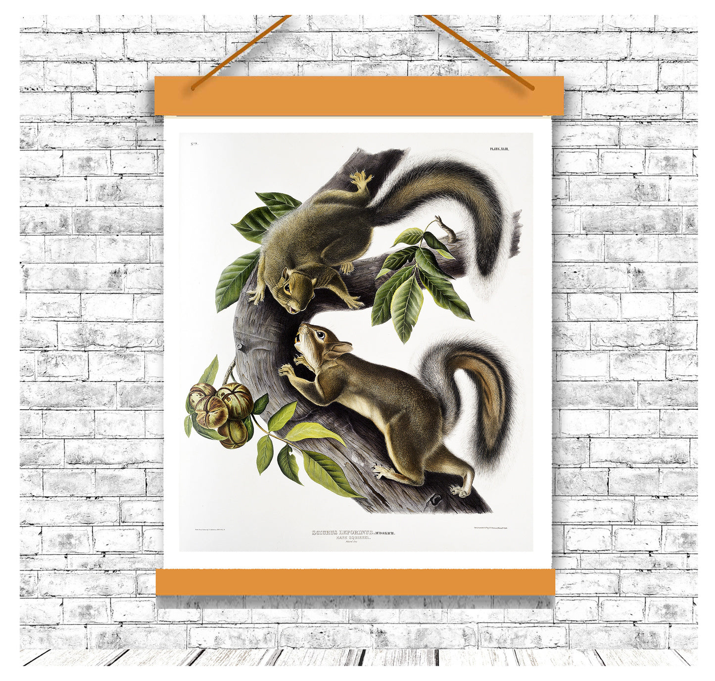 Hare Squirrel by John J. Audubon