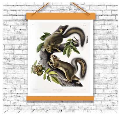 Hare Squirrel by John J. Audubon