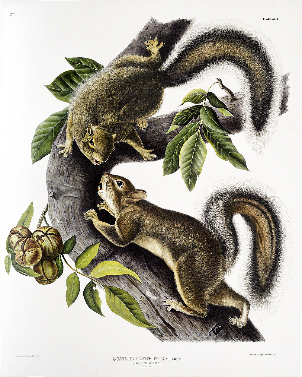A framed print depicting two squirrels on a branch with leaves and acorns, after John J. Audubon.