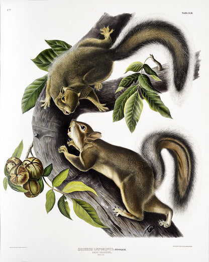 A framed print depicting two squirrels on a branch with leaves and acorns, after John J. Audubon.