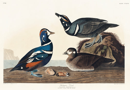 Harlequin Duck from Birds of America (1827) by John James Audubon