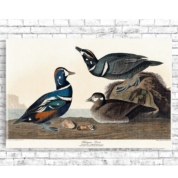 A framed print depicting two ducks, one with blue and red plumage and the other with black and white plumage, along with a few eggs on the ground.
