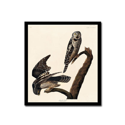 Hawk Owl by John J. Audubon