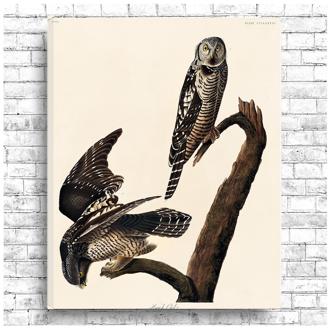 A framed print depicting two owls perched on a branch, after John J. Audubon.