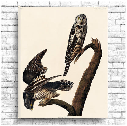 A framed print depicting two owls perched on a branch, after John J. Audubon.