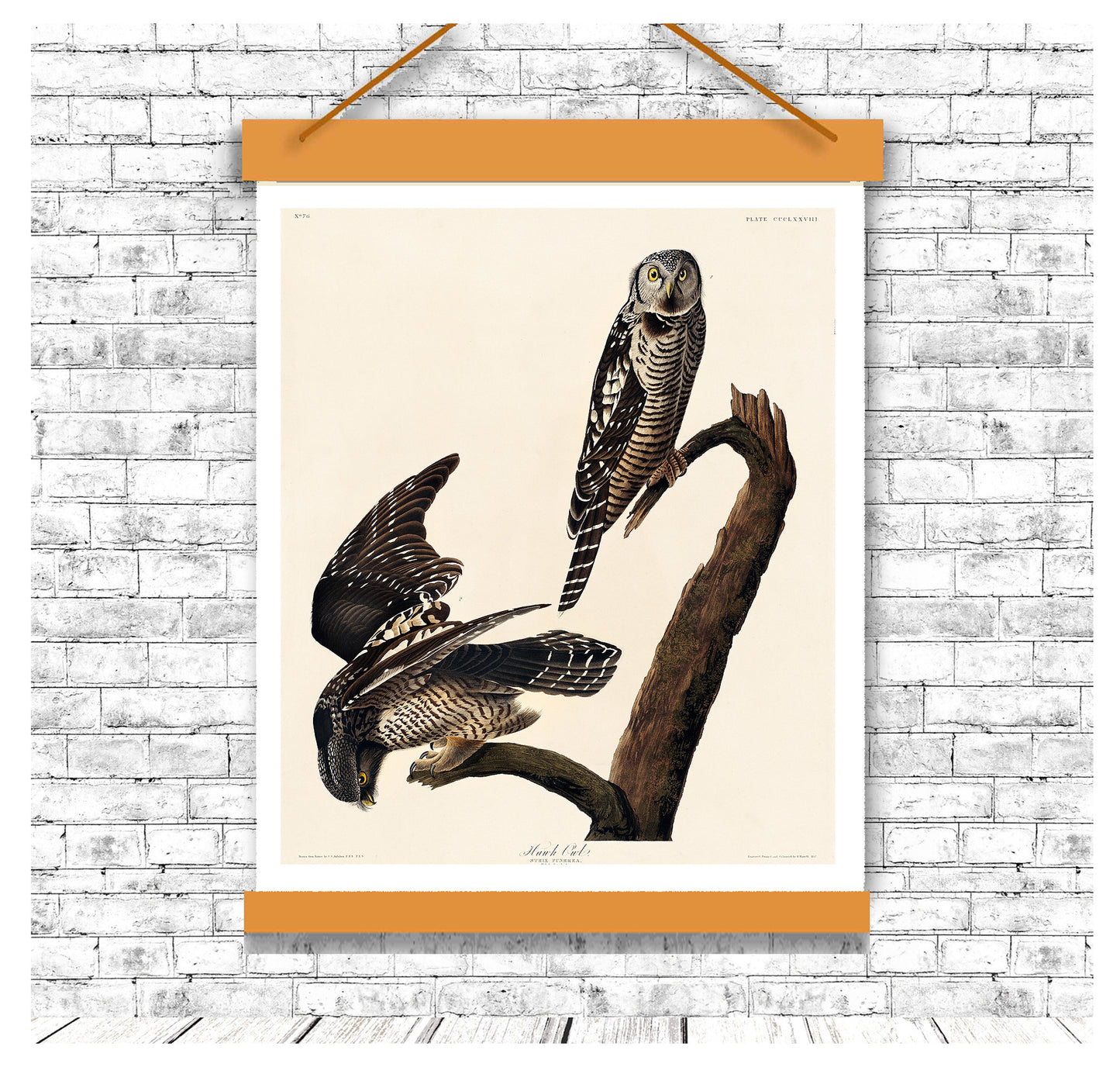 Hawk Owl by John J. Audubon