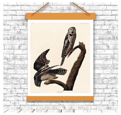 Hawk Owl by John J. Audubon
