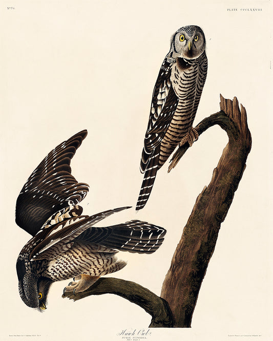 A framed print depicting two owls perched on a branch, after John J. Audubon.