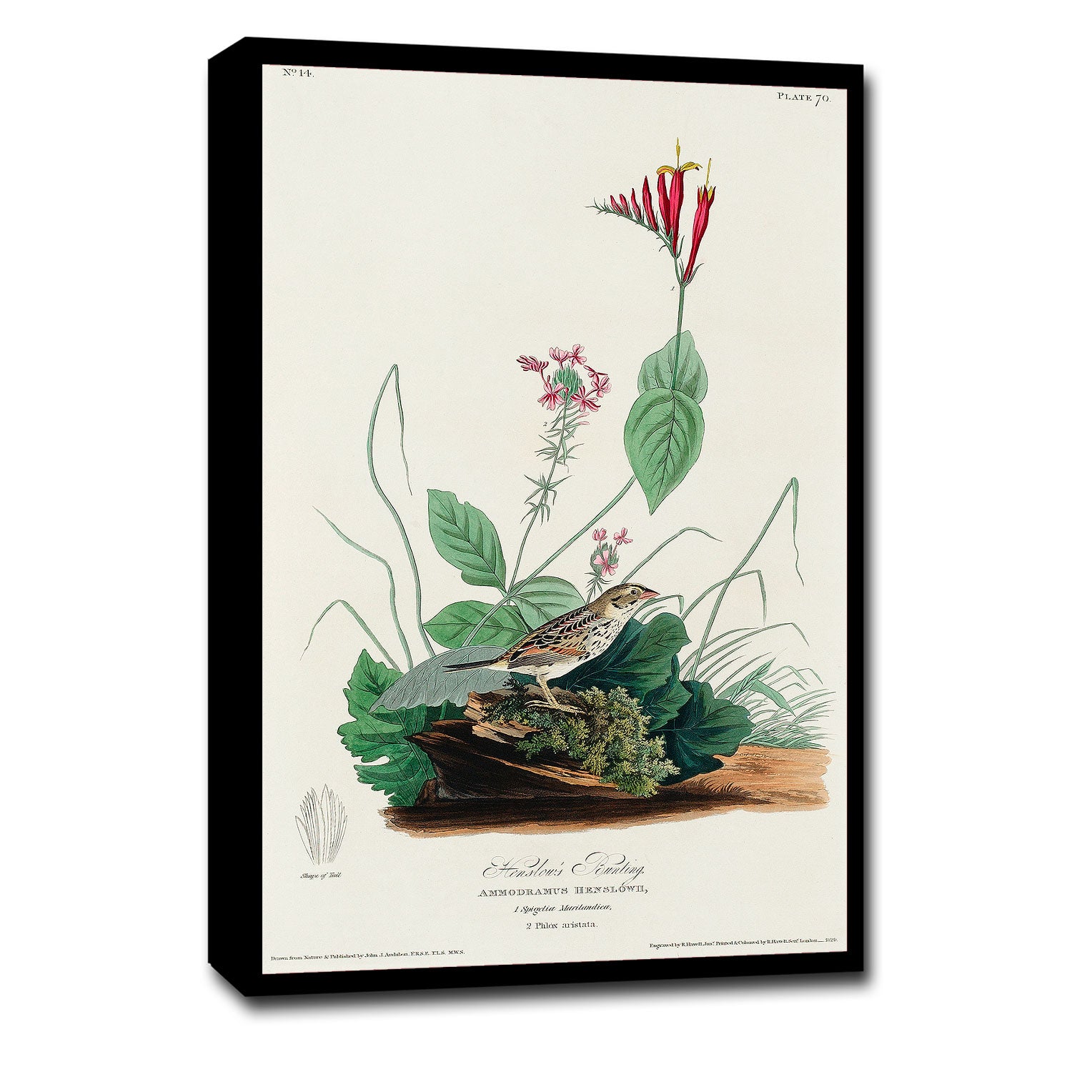 A framed print depicting a bird, likely a Henslow's Bunting, surrounded by floral elements. The frame appears to be wooden and colored in a light shade, possibly white or beige.