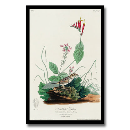Henslow's Bunting by John J. Audubon