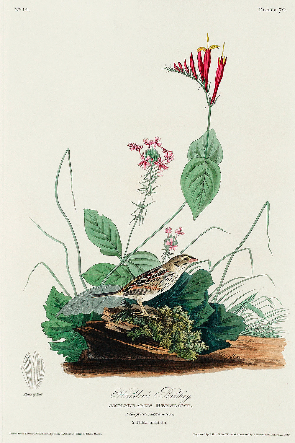 A framed print depicting a bird, likely a Henslow's Bunting, surrounded by floral elements. The frame appears to be wooden and colored in a light shade, possibly white or beige.