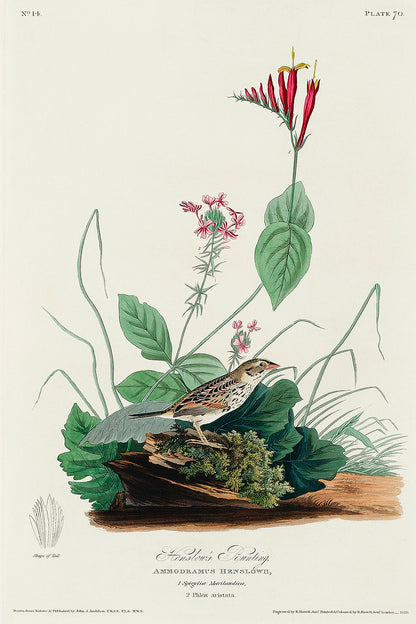 A framed print depicting a bird, likely a Henslow's Bunting, surrounded by floral elements. The frame appears to be wooden and colored in a light shade, possibly white or beige.