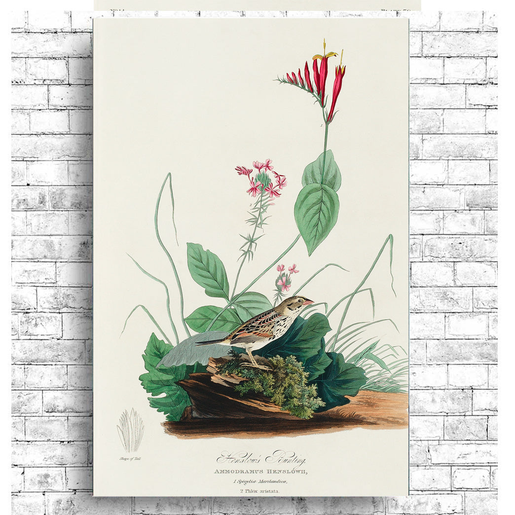 Henslow's Bunting by John J. Audubon