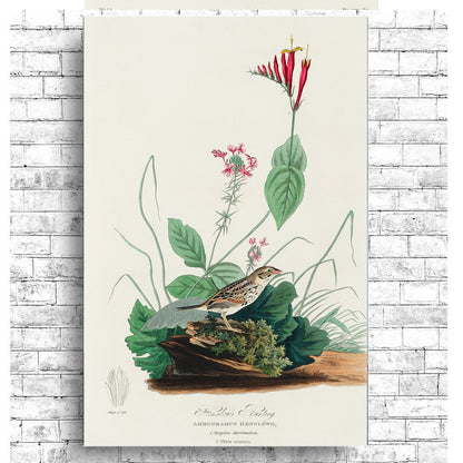 Henslow's Bunting by John J. Audubon
