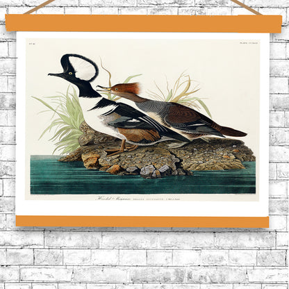 Hooded Merganse by John J. Audubon
