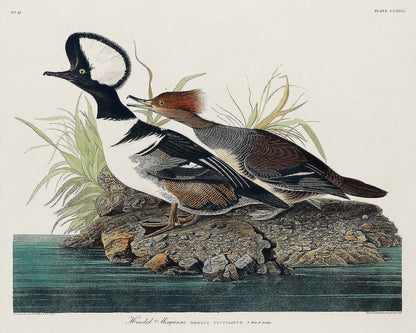 A printed artwork depicting two Hooded Merganser birds on a grassy area with water in the background, colored in detail with various hues.