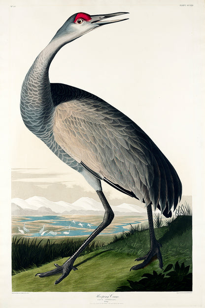 A framed print of a hooping crane with head up, featuring realistic colors and detailing on the bird, set in a portrait orientation.