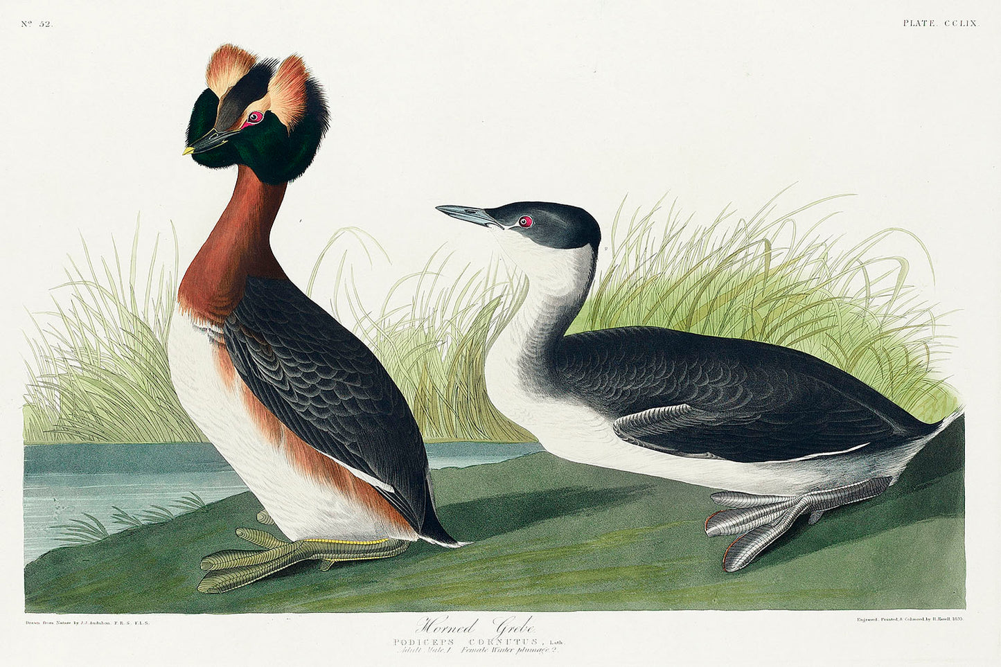 Horned Grebe from Birds of America (1827) by John James Audubon