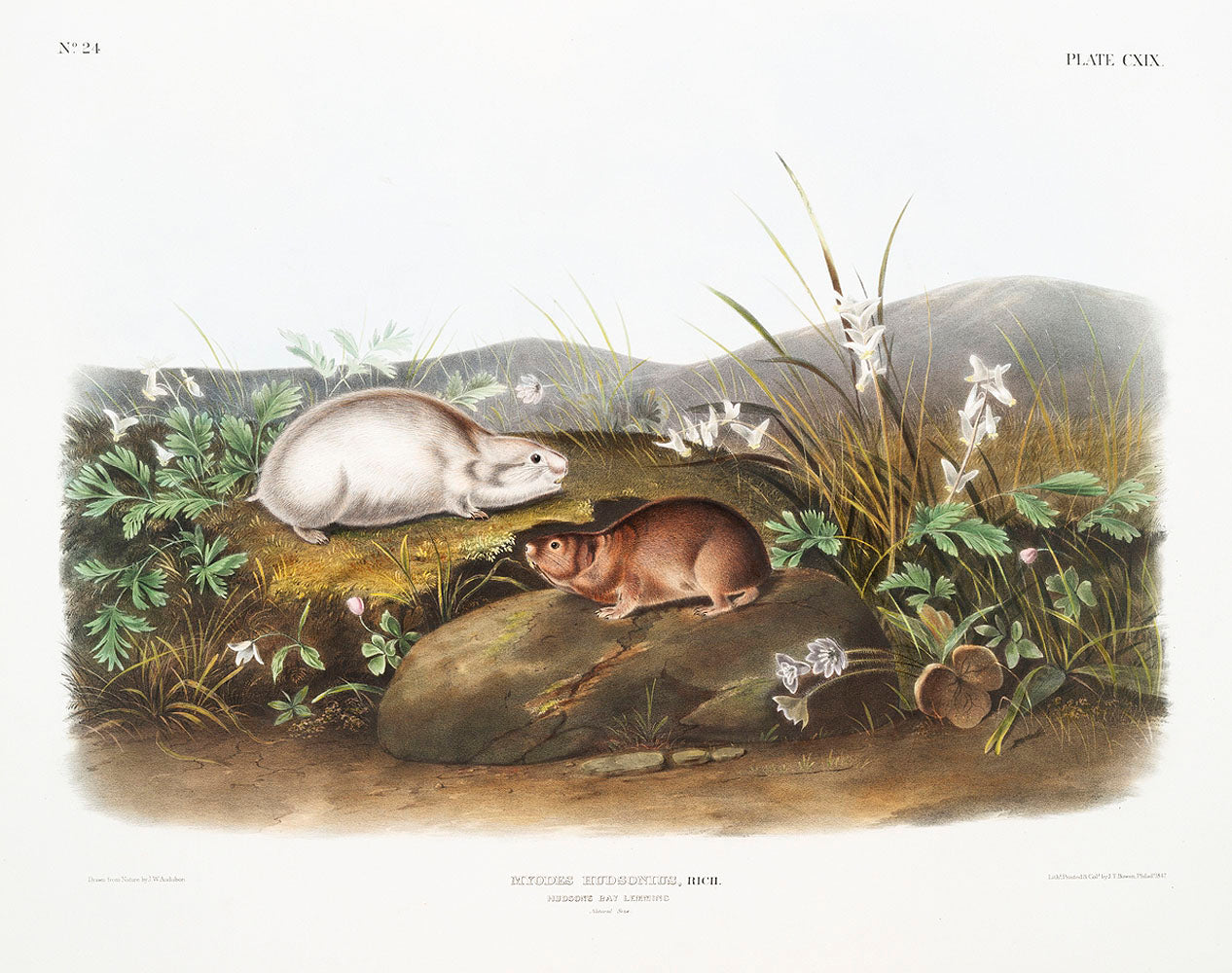 Hudson Bay Lemming (Myodes Hudsonius) by John James Audubon