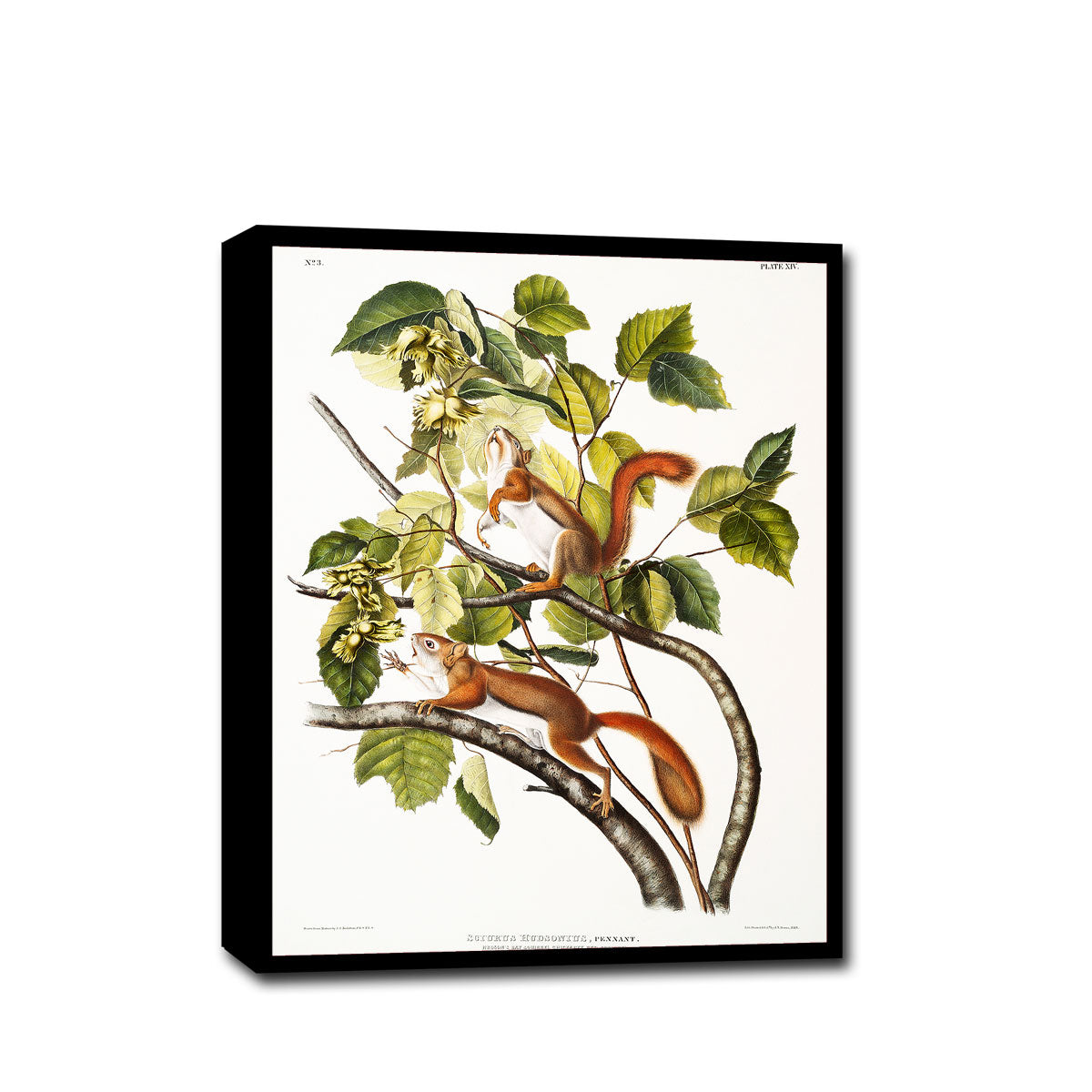 A framed print depicting two red squirrels on a tree branch with green leaves, following the style of John J. Audubon's illustrations.