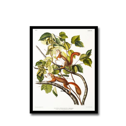 Long-haired Squirrel by John J. Audubon