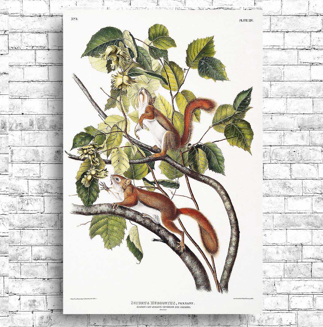 Hudson's Bay and Chickaree Red Squirrel by John J. Audubon