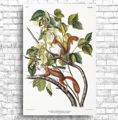 Hudson's Bay and Chickaree Red Squirrel by John J. Audubon