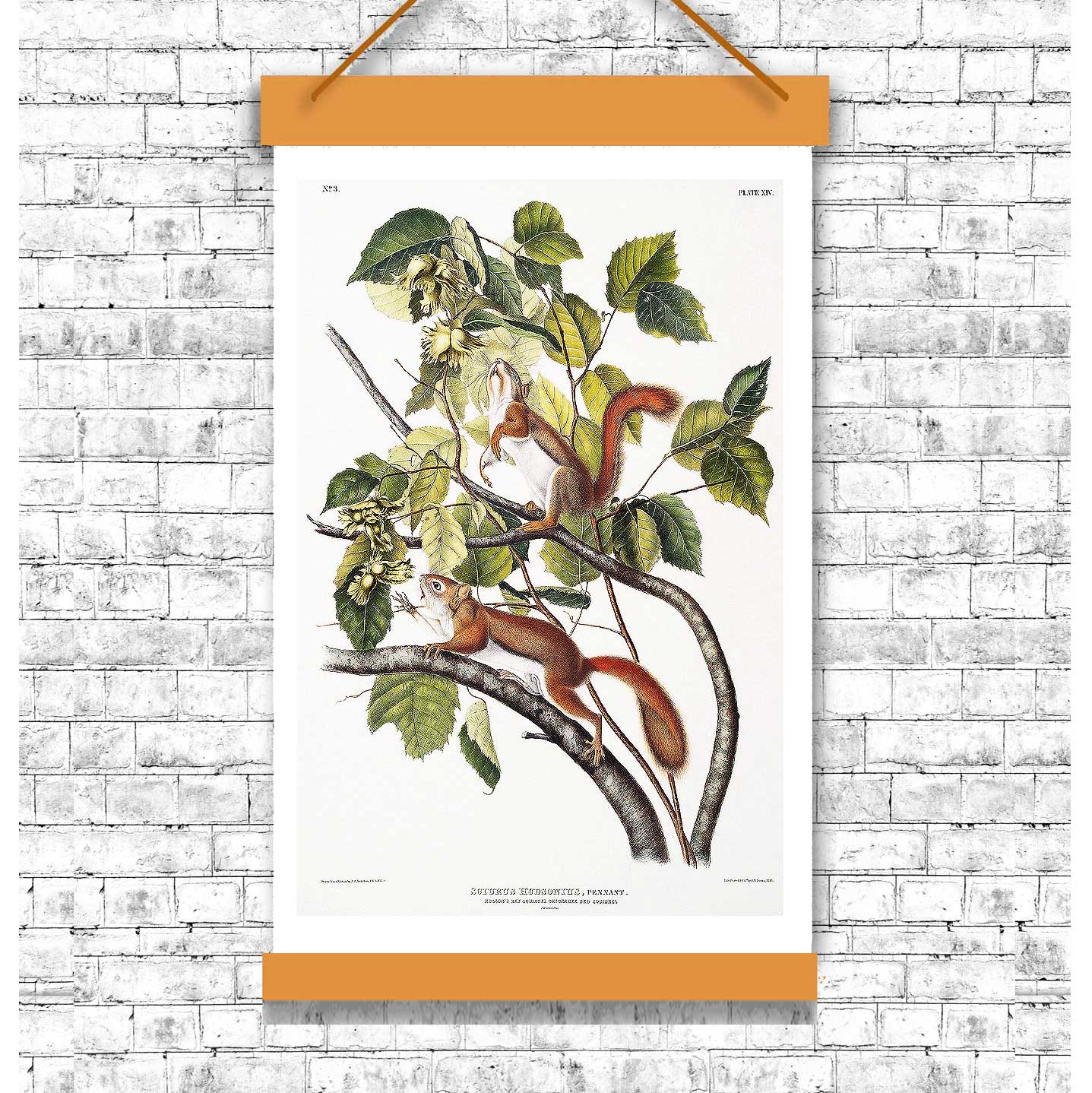 Hudson's Bay and Chickaree Red Squirrel by John J. Audubon