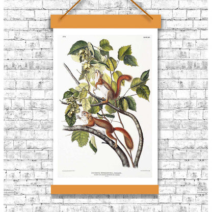 Hudson's Bay and Chickaree Red Squirrel by John J. Audubon