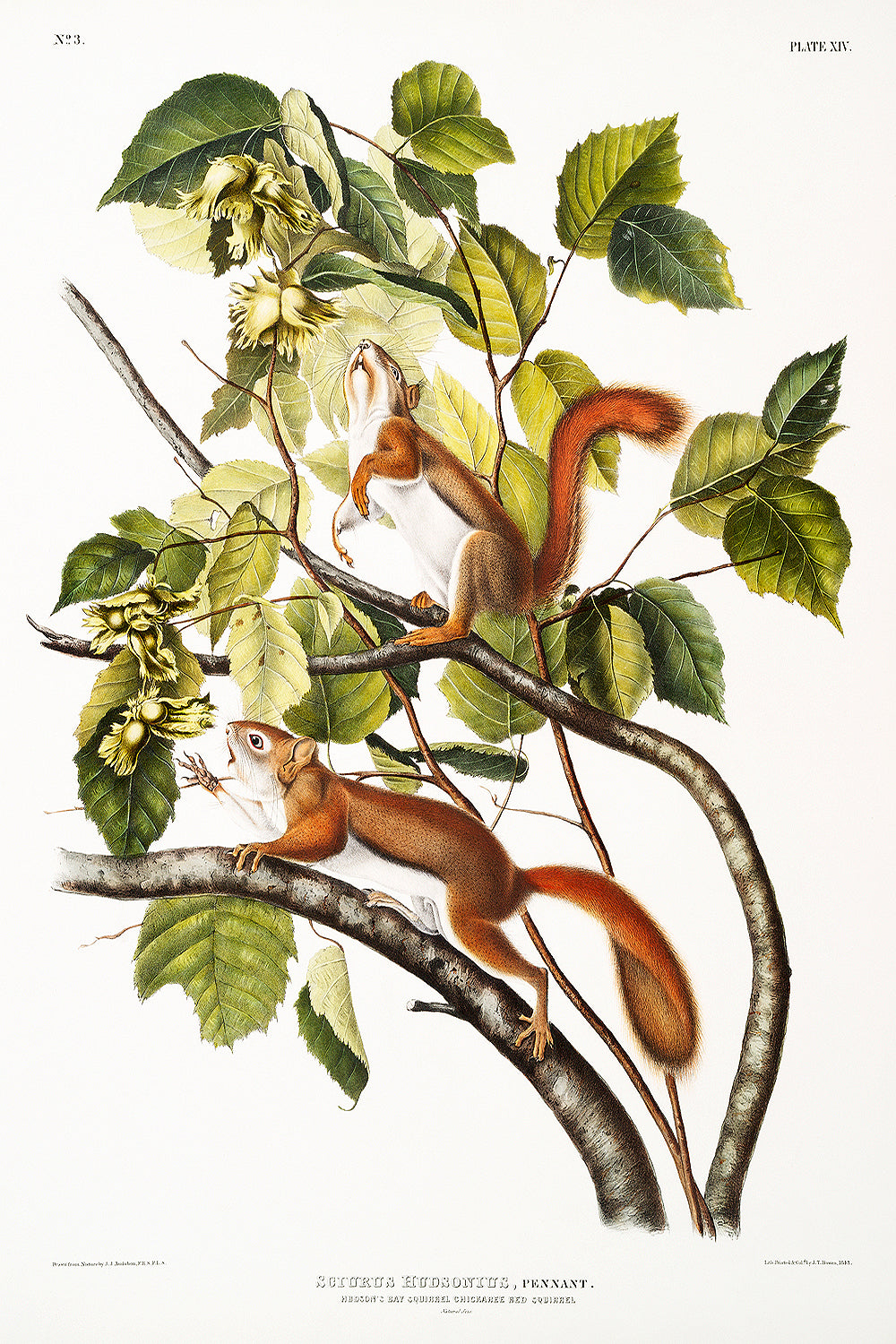 A framed print depicting two red squirrels on a tree branch with green leaves, following the style of John J. Audubon's illustrations.