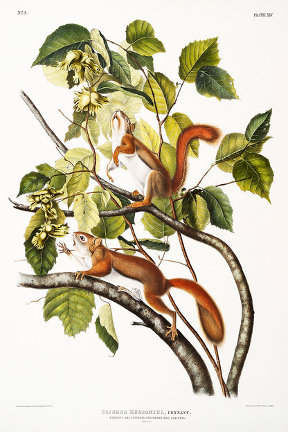 A framed print depicting two red squirrels on a tree branch with green leaves, following the style of John J. Audubon's illustrations.
