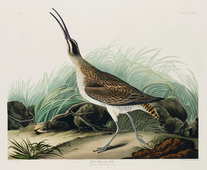 Hudsonian Curlew from Birds of America (1827) by John James Audubon